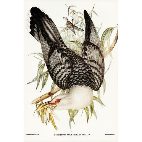 Channel Bill Cuckoo-Scythrops Novae-Hollandiae Gold Ornate Wood Framed Art Print with Double Matting by Gould, John