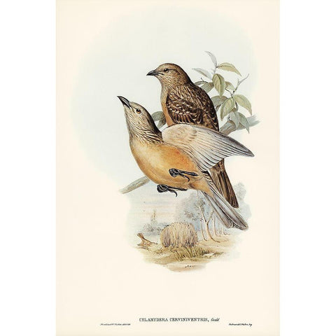 Fawn-breasted Bower-bird-Chlamydera cerviniventris White Modern Wood Framed Art Print by Gould, John