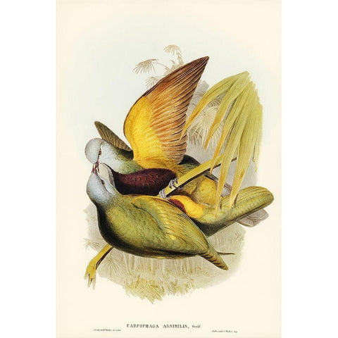 Allied Fruit-Pigeon-Carpophaga assimilis White Modern Wood Framed Art Print by Gould, John