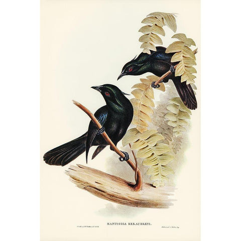 Keraudrens Crow-Shrike-Manucodia Keraudreni Gold Ornate Wood Framed Art Print with Double Matting by Gould, John