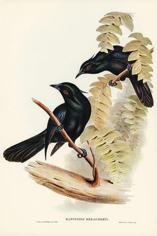 Keraudrens Crow-Shrike-Manucodia Keraudreni Black Ornate Wood Framed Art Print with Double Matting by Gould, John