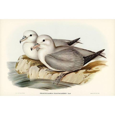 Silvery Grey Petrel-Procellaria Glacialoides Black Modern Wood Framed Art Print with Double Matting by Gould, John