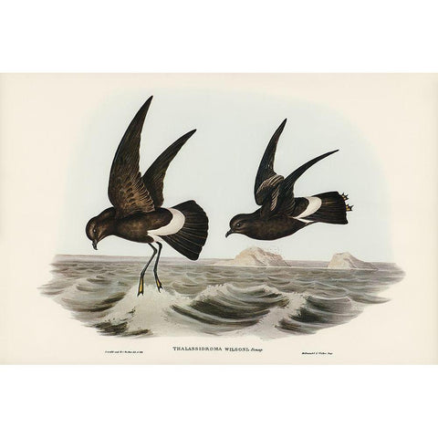 Wilsons Storm Petrel-Thalassidroma Wilsonii Gold Ornate Wood Framed Art Print with Double Matting by Gould, John