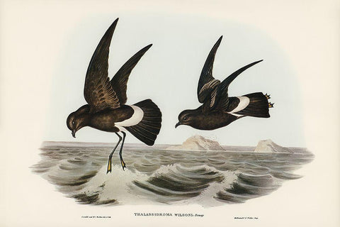 Wilsons Storm Petrel-Thalassidroma Wilsonii Black Ornate Wood Framed Art Print with Double Matting by Gould, John