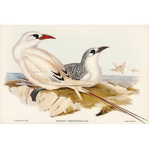 Red-tailed Tropic Bird-Phaeton phoenicurus Black Modern Wood Framed Art Print with Double Matting by Gould, John