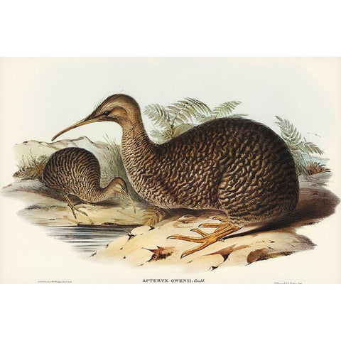 Little spotted kiwi or Little gray kiwi-Apteryx Owenii Gold Ornate Wood Framed Art Print with Double Matting by Gould, John