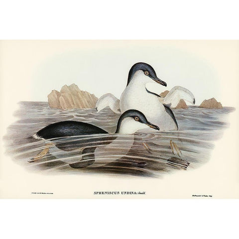 Fairy Penguin-Spheniscus undina Black Modern Wood Framed Art Print with Double Matting by Gould, John