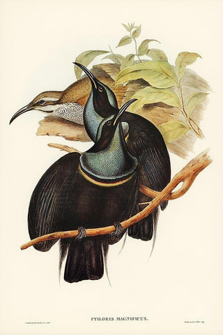 Magnificent Rifle-bird-Ptiloris magnifica Black Ornate Wood Framed Art Print with Double Matting by Gould, John