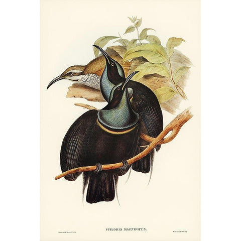 Magnificent Rifle-bird-Ptiloris magnifica White Modern Wood Framed Art Print by Gould, John