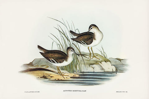 Fairy Sandpiper-Actitis empusa Black Ornate Wood Framed Art Print with Double Matting by Gould, John