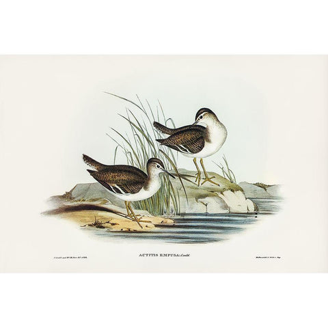 Fairy Sandpiper-Actitis empusa Gold Ornate Wood Framed Art Print with Double Matting by Gould, John