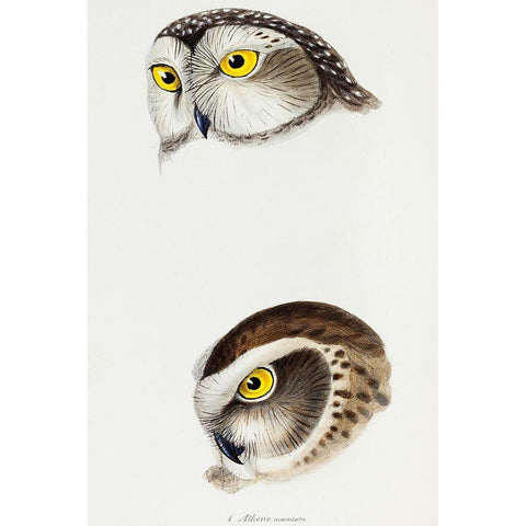 Spotted owl-Athene maculata and Boobook owl-Athene boobook White Modern Wood Framed Art Print by Gould, John