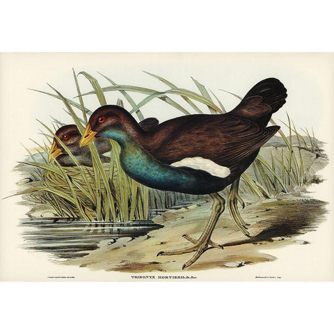 Tasmanian nativehen Mortiers Tribonyx-Tribonyx Mortieri White Modern Wood Framed Art Print by Gould, John