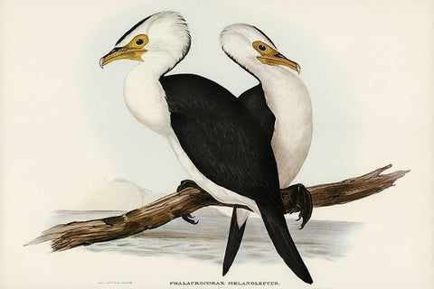 Little pied cormorant-Phalacrocorax melanoleucus Black Ornate Wood Framed Art Print with Double Matting by Gould, John