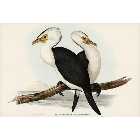 Little pied cormorant-Phalacrocorax melanoleucus White Modern Wood Framed Art Print by Gould, John