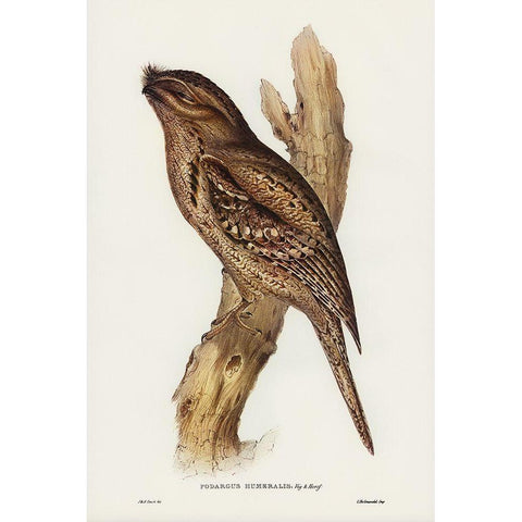 Tawny-shouldered Frogmouth-Podargus humerals Gold Ornate Wood Framed Art Print with Double Matting by Gould, John