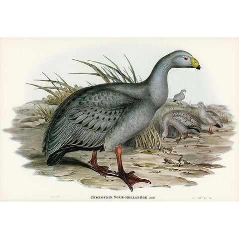 Cereopsis Goose-Cereopsis Novae-Hollandiae White Modern Wood Framed Art Print by Gould, John