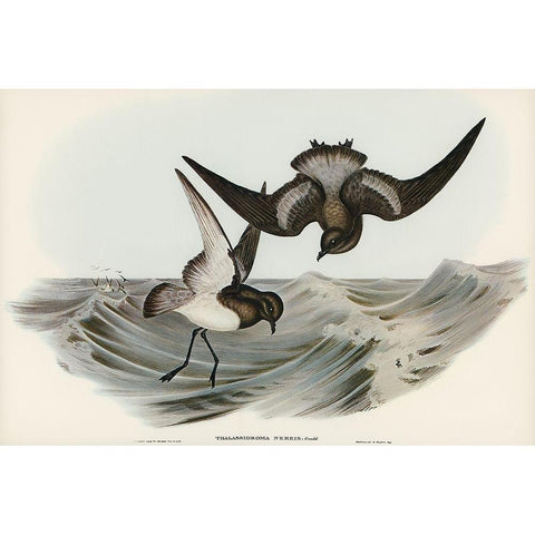 Grey-backed Storm Petrel-Thalassidroma Nereis Black Modern Wood Framed Art Print with Double Matting by Gould, John