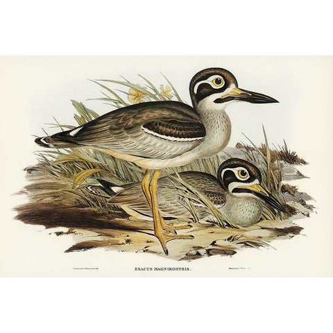 Large-billed Plover-Esacus magnirostris Gold Ornate Wood Framed Art Print with Double Matting by Gould, John