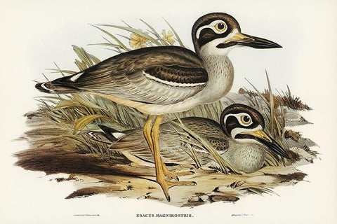 Large-billed Plover-Esacus magnirostris Black Ornate Wood Framed Art Print with Double Matting by Gould, John