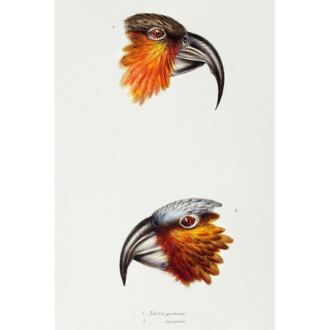 Norfolk kaka-Nestor productus and Kaka parrot-Nestor Hypopolius White Modern Wood Framed Art Print by Gould, John