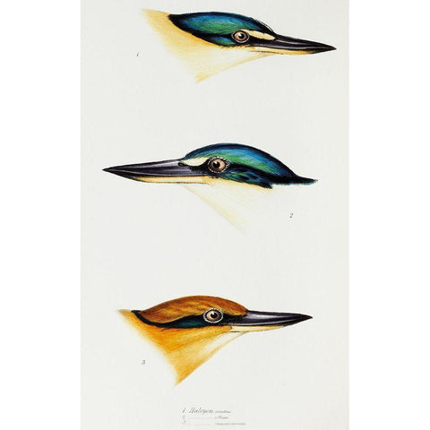 Sacred kingfisher-Collared kingfisher and Guam kingfisher Gold Ornate Wood Framed Art Print with Double Matting by Gould, John