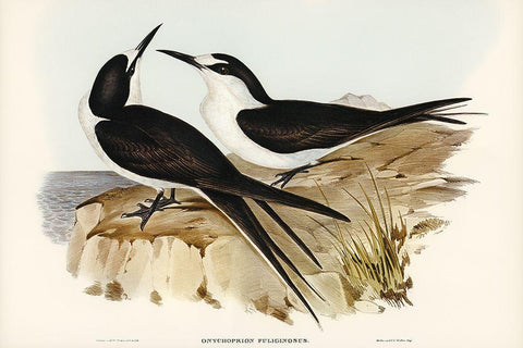 Sooty Tern-Onychoprion fuliginosus Black Ornate Wood Framed Art Print with Double Matting by Gould, John