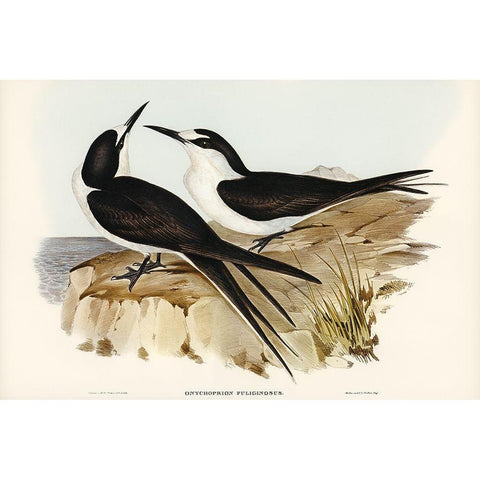 Sooty Tern-Onychoprion fuliginosus Black Modern Wood Framed Art Print with Double Matting by Gould, John