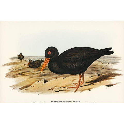 Sooty Oyster-Catcher-Haematopus fuliginosus Black Modern Wood Framed Art Print with Double Matting by Gould, John