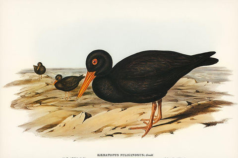 Sooty Oyster-Catcher-Haematopus fuliginosus White Modern Wood Framed Art Print with Double Matting by Gould, John