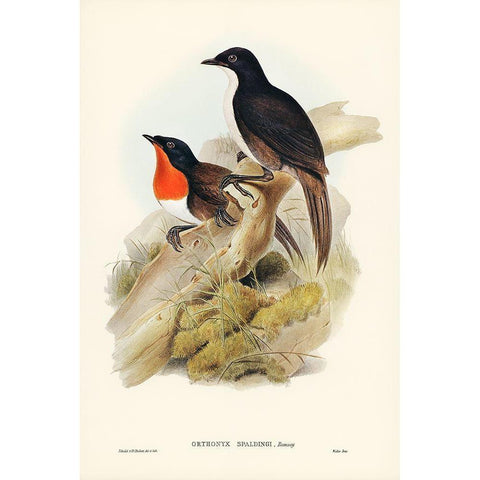 Spaldings orthonyx-Orthonyx Spaldingi Gold Ornate Wood Framed Art Print with Double Matting by Gould, John