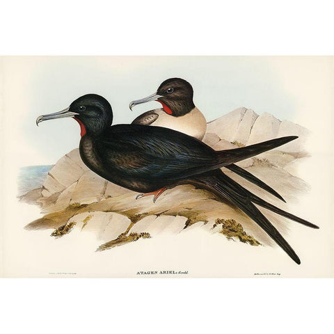 Small Frigate Bird-Attagen Ariel Gold Ornate Wood Framed Art Print with Double Matting by Gould, John