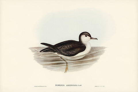 Allied Petrel-Puffinus assimilis White Modern Wood Framed Art Print with Double Matting by Gould, John