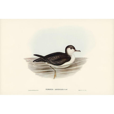 Allied Petrel-Puffinus assimilis Gold Ornate Wood Framed Art Print with Double Matting by Gould, John