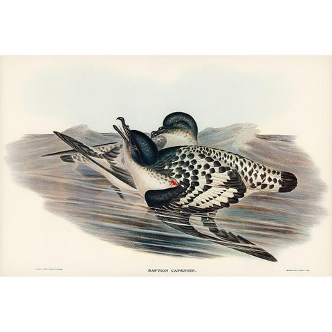 Cape Petrel-Daption Capensis Black Modern Wood Framed Art Print with Double Matting by Gould, John