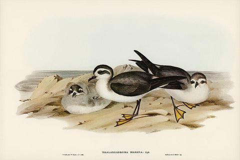 White-faced Storm Petrel-Thalassidroma marina White Modern Wood Framed Art Print with Double Matting by Gould, John