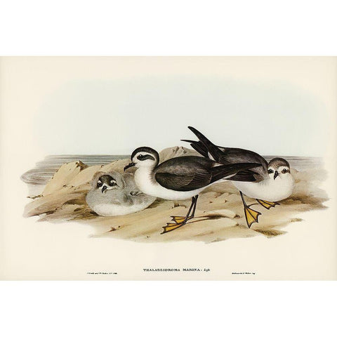 White-faced Storm Petrel-Thalassidroma marina Gold Ornate Wood Framed Art Print with Double Matting by Gould, John