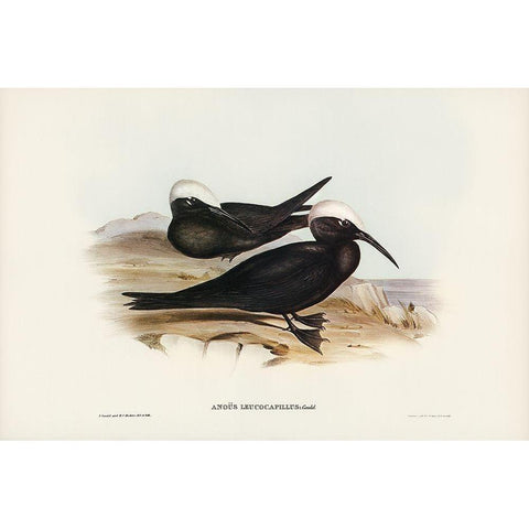 White-capped Tern-Anous leucocapillus White Modern Wood Framed Art Print by Gould, John