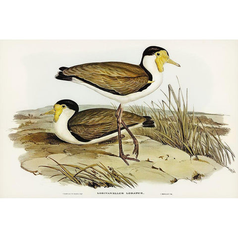 Wattle Pewit-Lobivanellus lobatus Gold Ornate Wood Framed Art Print with Double Matting by Gould, John