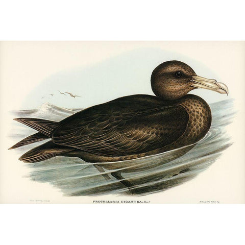 Giant Petrel-Procellaria gigantea Gold Ornate Wood Framed Art Print with Double Matting by Gould, John