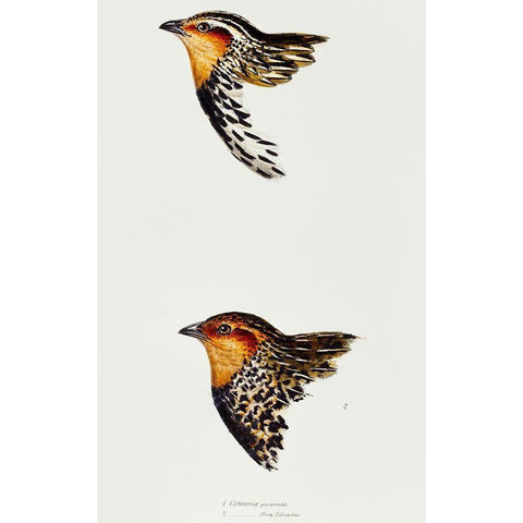 Stubble Quail and New Zealand quail Black Modern Wood Framed Art Print with Double Matting by Gould, John