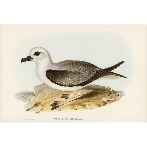 White-headed Petrel-Procellaria Lessonii White Modern Wood Framed Art Print by Gould, John