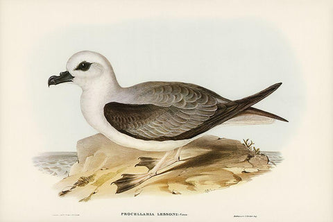 White-headed Petrel-Procellaria Lessonii Black Ornate Wood Framed Art Print with Double Matting by Gould, John