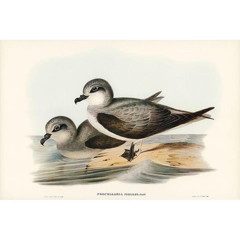 Soft-plumaged Petrel-Procellaria mollis White Modern Wood Framed Art Print by Gould, John