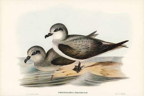 Soft-plumaged Petrel-Procellaria mollis White Modern Wood Framed Art Print with Double Matting by Gould, John