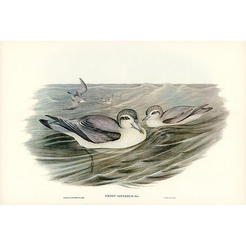 Broad-billed Prion-Prion vittatus Black Modern Wood Framed Art Print with Double Matting by Gould, John