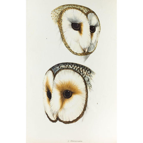 Delicate Owl-Strix delicatulus and Ring-eyed Owl-Strix cyclops White Modern Wood Framed Art Print by Gould, John