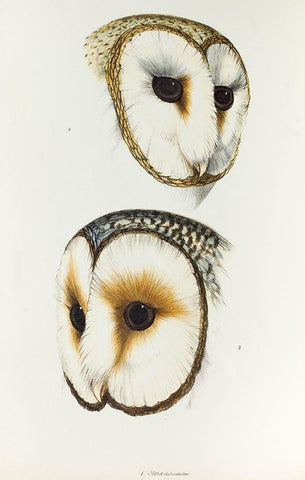 Delicate Owl-Strix delicatulus and Ring-eyed Owl-Strix cyclops White Modern Wood Framed Art Print with Double Matting by Gould, John