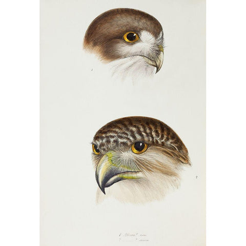 Boobook-Athene fortis and Powerful owl-Athene strenua Black Modern Wood Framed Art Print with Double Matting by Gould, John