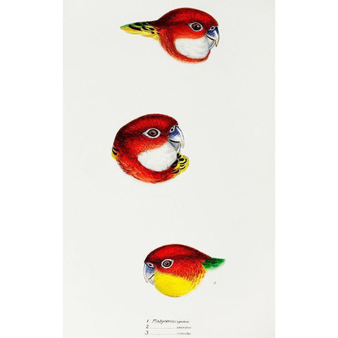 Fiery Parrakeet-Eastern rosella and Western rosella Black Modern Wood Framed Art Print with Double Matting by Gould, John